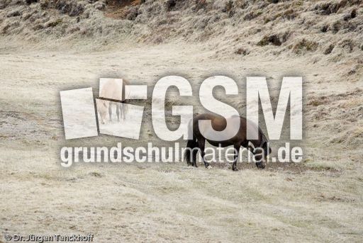 Islandpferde (2 von 50).jpg